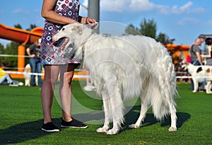 White Russian Sighthound Hunting dog
