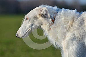 White Russian wolfhound