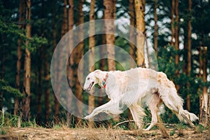 White Russian Wolfhound Dog, Borzoi, Hunting dog