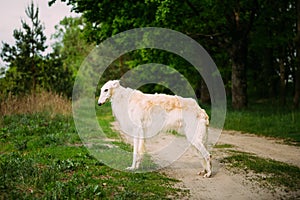 White Russian Wolfhound Dog, Borzoi, Hunting dog