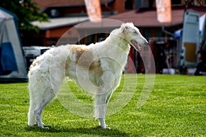 Borzoi Russian Wolfhound Dog