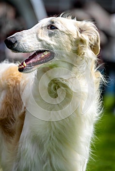 Borzoi Russian Wolfhound Dog