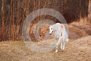 White Russian Wolfhound Dog, Borzoi, Russian Hunting, Sighthound