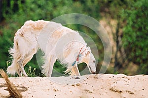 White Russian Wolfhound Dog, Borzoi, Russian