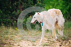 White Russian Wolfhound Dog, Borzoi, Sighthound in Spring Summer