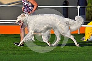 Beautiful Russian Sighthound Hunting dog