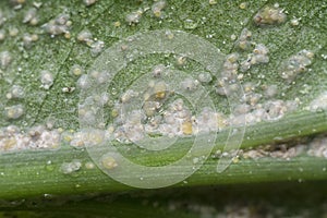 White rust albugo parasite on the leave.