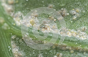 White rust albugo parasite on the leave.