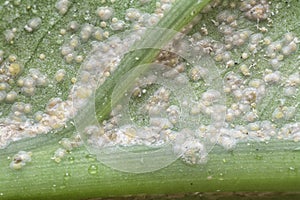 White rust albugo parasite on the leave.