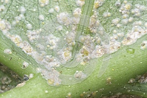 White rust albugo parasite on the leave.