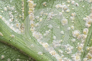 White rust albugo parasite on the leave.