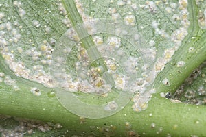 White rust albugo parasite on the leave.