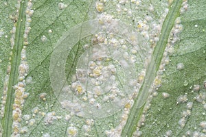 White rust albugo parasite on the leave.