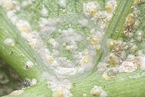 White rust albugo parasite on the leave.