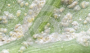 White rust albugo parasite on the leave.