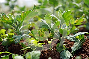 white rust disease on chrysanthemum leaf