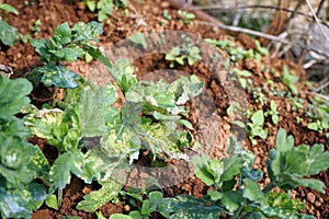 white rust disease on chrysanthemum leaf