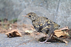 White's ground thrush