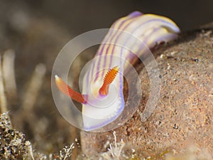 White's hypselodoris