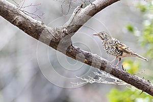 White\'s thrush perching on a branch of tree