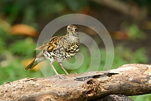 White's Thrush (Zoothera aurea)