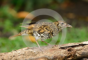 White's Thrush (Zoothera aurea)