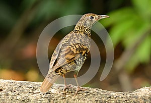 White's Thrush (Zoothera aurea)