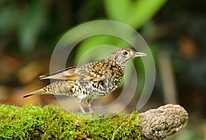 White's Thrush (Zoothera aurea)