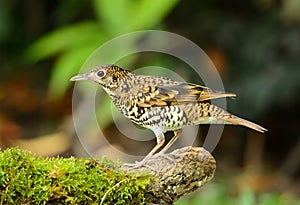 White's Thrush (Zoothera aurea)