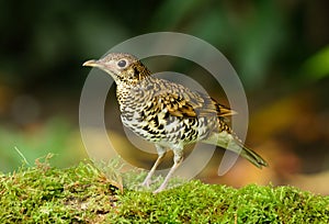 White's Thrush (Zoothera aurea)