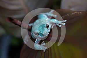 White`s Tree Frog Litoria caerulea