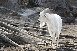 White Saanen Goat with Long Horns