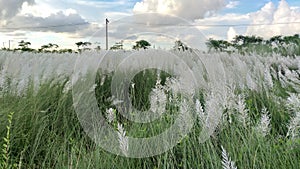White Saccharum spontaneum | Kans grass