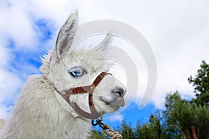 White, sad furry lama glama with long eyelashes