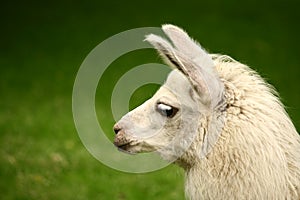 White, sad furry lama glama portrait