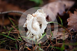 White saddle fungus, Helvella crispa