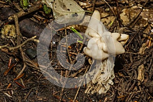 White Saddle - Helvella crispa