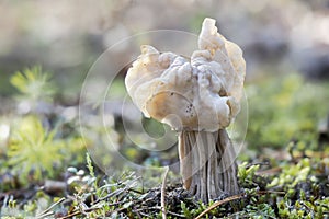The White Saddle Helvella crispa is an edible mushroom photo