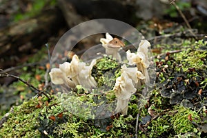 White saddle, Helvella crispa mushrooms