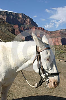 White saddle mule