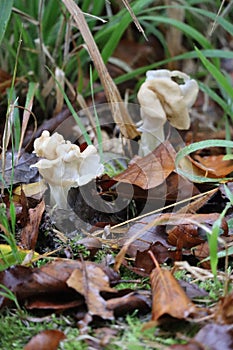 white Saddle mushroom