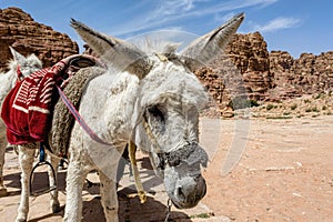 White saddled donkey with beautiful black eyes