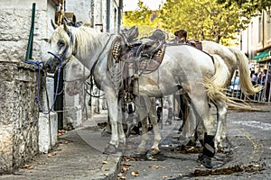 White saddled horses waiting crop