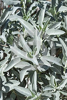 White sage photo