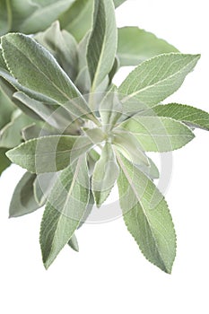 White sage photo