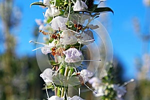 White Sage flower