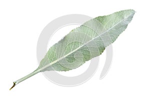 White sage leaf