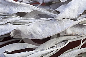 White sage photo