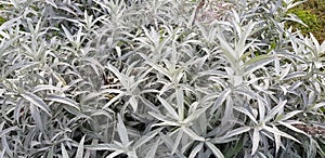 White sage plants & x28;Artemisia ludoviciana photo