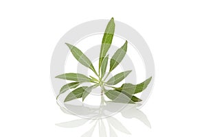 White sage, salvia apiana isolated on white background photo